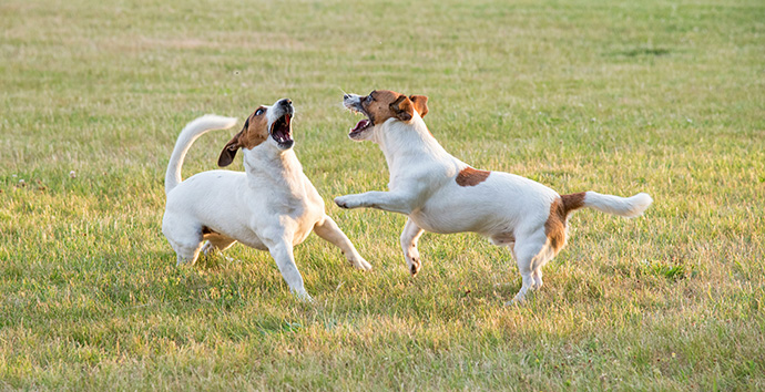 Problemverhalten bei Hunden: Bellen
