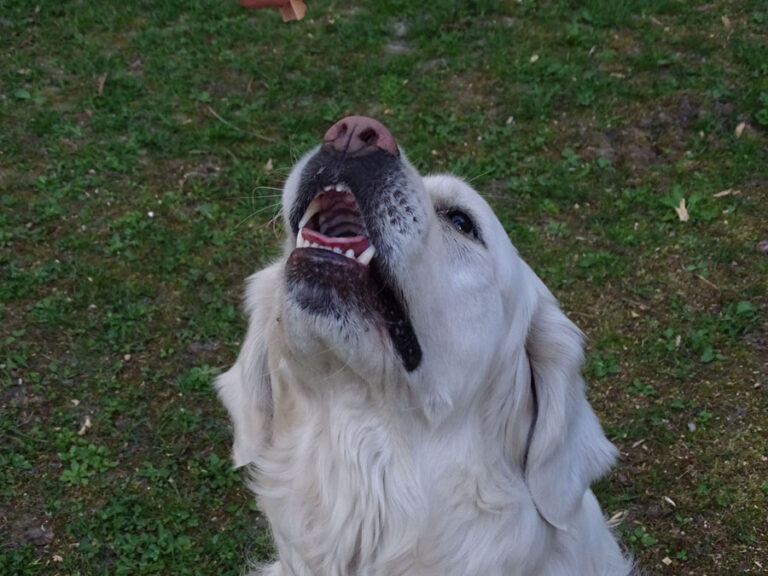 Problemhunde Hilfe
