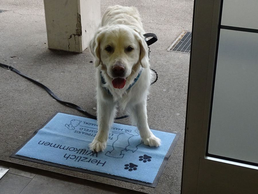 Hund hat Angst vor Tierarzt