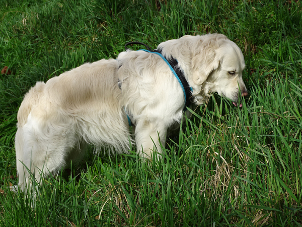 Hund schleckt