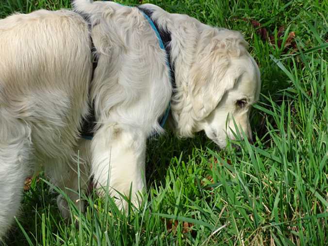 Das beste Zeckenhalsband für Hunde ohne Chemie