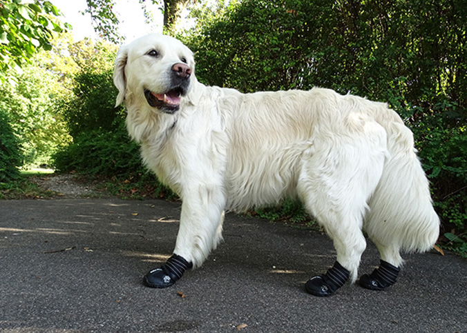 Pfotenschutz für Hunde – meine Erfahrungen