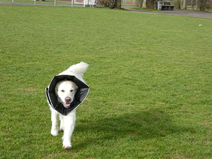 Trichter für Hunde nach OP